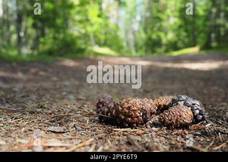 I coni di pino o abete rosso giacciono sul fogliame essiccato e sugli aghi di pino. primo piano. Sentiero forestale in una foresta di conifere. Alberi verdi sullo sfondo. Il tema dell'ecologia e della conservazione delle foreste Foto Stock