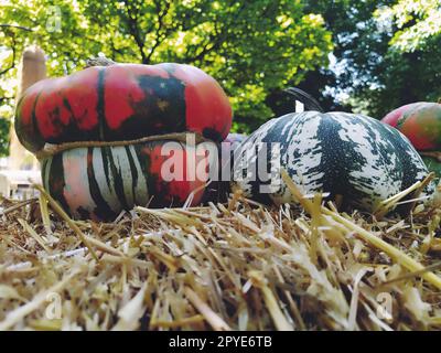 Zucca grigia e diverse zucche arancioni su paglia. Varietà botanica di zucche. Verdure zucchine e zucca. Simbolo di Halloween. Raccolto autunnale. Allhalloween, Eva di tutti i doni o Eva di tutti i Santi Foto Stock