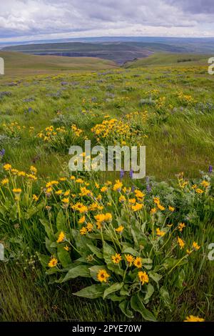 Fiori e lupini di Balsamroot in primavera presso la Columbia Hills Natural Area Preserve, contea di Klickitat, Washington, Stati Uniti. Foto Stock