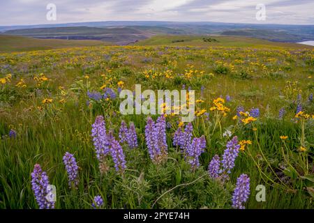 Fiori e lupini di Balsamroot in primavera presso la Columbia Hills Natural Area Preserve, contea di Klickitat, Washington, Stati Uniti. Foto Stock