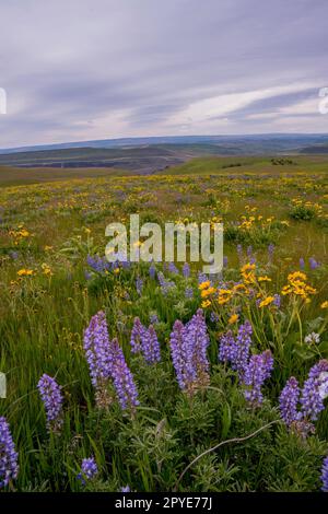 Fiori e lupini di Balsamroot in primavera presso la Columbia Hills Natural Area Preserve, contea di Klickitat, Washington, Stati Uniti. Foto Stock