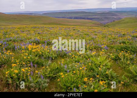 Fiori e lupini di Balsamroot in primavera presso la Columbia Hills Natural Area Preserve, contea di Klickitat, Washington, Stati Uniti. Foto Stock