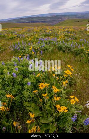 Fiori e lupini di Balsamroot in primavera presso la Columbia Hills Natural Area Preserve, contea di Klickitat, Washington, Stati Uniti. Foto Stock