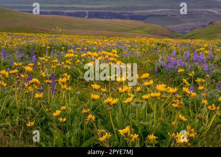 Fiori e lupini di Balsamroot in primavera presso la Columbia Hills Natural Area Preserve, contea di Klickitat, Washington, Stati Uniti. Foto Stock