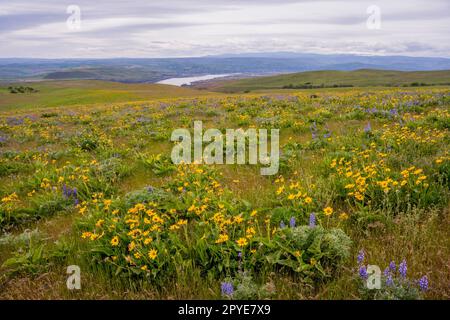 Fiori e lupini di Balsamroot in primavera presso la Columbia Hills Natural Area Preserve, contea di Klickitat, Washington, Stati Uniti. Foto Stock