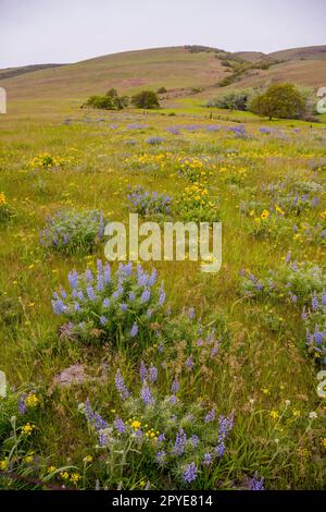 Fiori di Balsamroot, lupini e finocchio dolce (Foeniculum vulgare) in primavera presso la Columbia Hills Natural Area Preserve, Klickitat County, Lavaggio Foto Stock