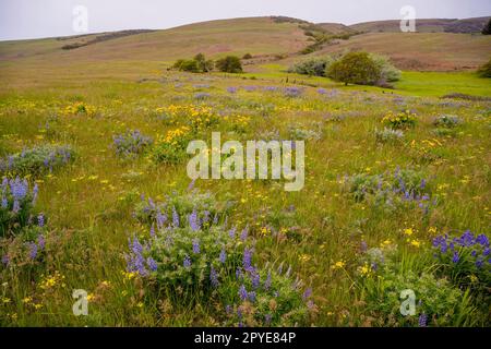 Fiori di Balsamroot, lupini e finocchio dolce (Foeniculum vulgare) in primavera presso la Columbia Hills Natural Area Preserve, Klickitat County, Lavaggio Foto Stock