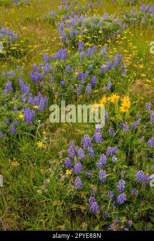 Fiori di Balsamroot, lupini e finocchio dolce (Foeniculum vulgare) in primavera presso la Columbia Hills Natural Area Preserve, Klickitat County, Lavaggio Foto Stock