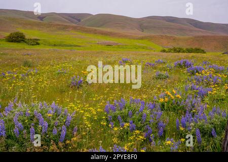 Fiori di Balsamroot, lupini e finocchio dolce (Foeniculum vulgare) in primavera presso la Columbia Hills Natural Area Preserve, Klickitat County, Lavaggio Foto Stock