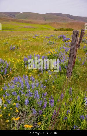 Fiori di Balsamroot, lupini e finocchio dolce (Foeniculum vulgare) in primavera presso la Columbia Hills Natural Area Preserve, Klickitat County, Lavaggio Foto Stock