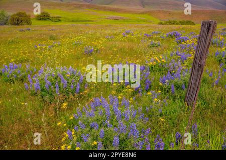 Fiori di Balsamroot, lupini e finocchio dolce (Foeniculum vulgare) in primavera presso la Columbia Hills Natural Area Preserve, Klickitat County, Lavaggio Foto Stock