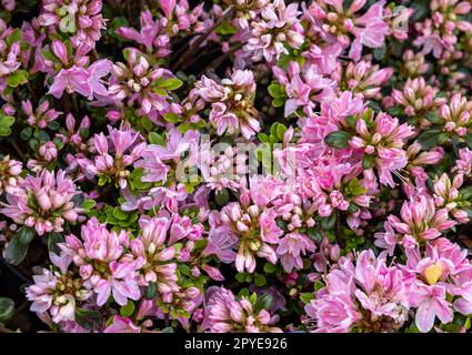 Bella fioritura rosa fiori azalea in giardino Foto Stock