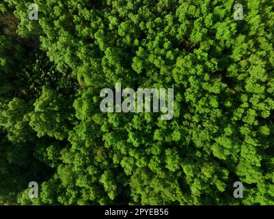 Vista aerea dall'alto della foresta di mangrovie. La vista densa di alberi verdi di mangrovie cattura CO2. Green Trees background per il concetto di neutralità del carbonio e zero emissioni nette. Ambiente verde sostenibile. Foto Stock