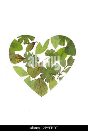 Foglie pressate a forma di cuore. Foto Stock