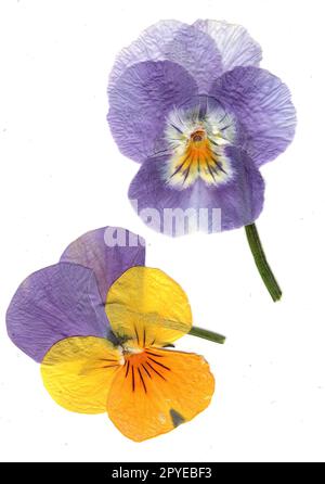 Pansies premuto su uno sfondo bianco. Foto Stock