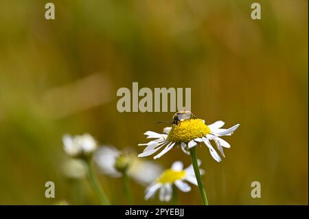 Uno scarabeo dal collo rosso su un fiore nella natura Foto Stock