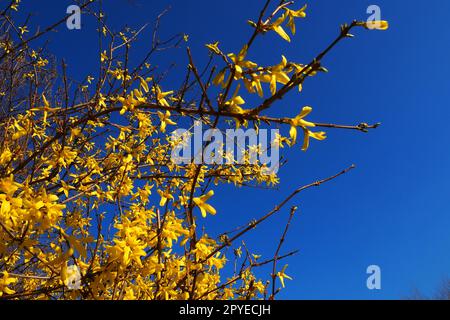 Forsythia è un genere di arbusti e piccoli alberi della famiglia Olive. Numerosi fiori gialli su rami e spari contro un cielo blu. Lamiaceae Olive Family Genus Forsythia Foto Stock