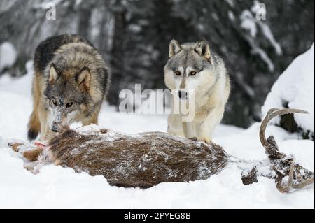 Lupi (Canis lupus) Guarda in alto sul corpo del cervo dalla coda bianca Inverno - animali prigionieri Foto Stock