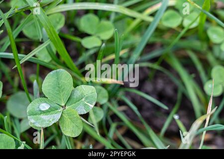 Un trifoglio a quattro foglie sul prato verde Foto Stock