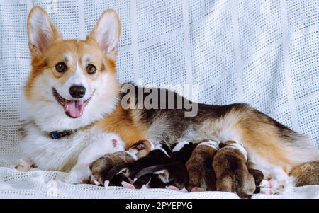 Simpatico e simpatico cane corgi gallese rosso e bianco allatta i piccoli cuccioli su una coperta bianca. Latte animale, assistenza sanitaria. Copia spazio Foto Stock