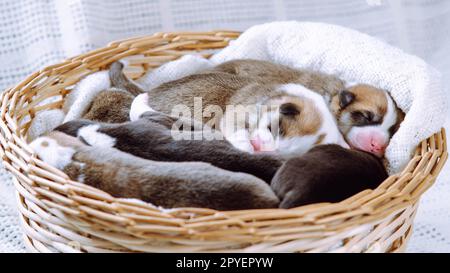 I cuccioli di corgi gallesi assonnati e innocenti si aggrappano l'uno all'altro, sdraiati in coperta, cestino di vimini su sfondo bianco. Cura degli animali domestici Foto Stock