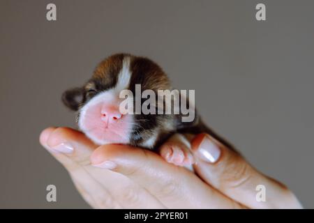 Donna irriconoscibile a mano trasporta un piccolo cucciolo di corgi con occhi ravvicinati vicino alla fotocamera su sfondo grigio. Animale neonato Foto Stock