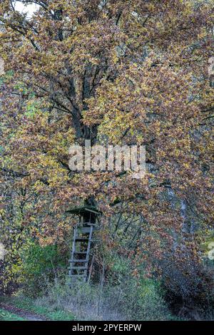 Piccola pelle rialzata per la caccia nel mezzo del foresta Foto Stock