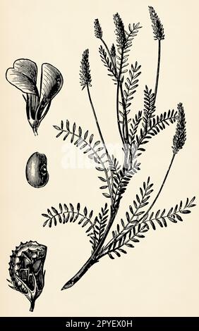 Sistema di radici, stelo, fiori e frutti di Onobrychis viciifolia. Antica illustrazione stilizzata. Foto Stock