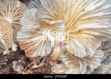 il piccolo imbuto selvatico funghi a forma di ventaglio germogliando dal grappolo decadente di olio di palma. Foto Stock
