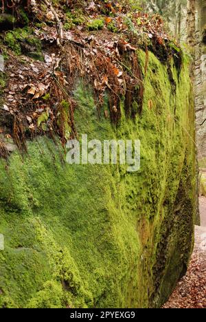 Foto verticale di grandi rocce verdi e lucide nel Paradiso Boemo nella Repubblica Ceca Foto Stock