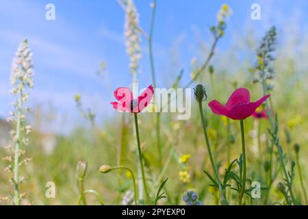 papavero ruvido, mignonette bianca e piante di senape nera in un prato di fiori selvatici Foto Stock