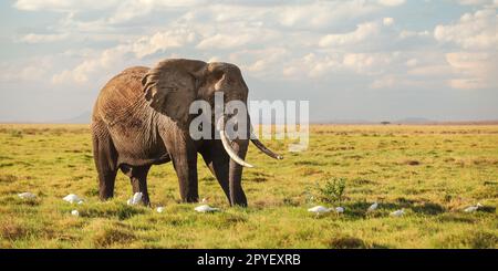 Bush africano Elefante africano (Loxodonta africana) passeggiate in bassa savana erba, airone bianco volatili presso le sue gambe. Ampia banner, Safari lo sfondo. Foto Stock