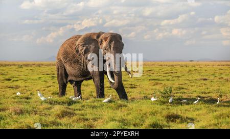 Bush africano Elefante africano (Loxodonta africana) alimentazione, mangiare erba da terra, alcuni volare in aria con airone bianco uccelli intorno alle sue gambe. Foto Stock