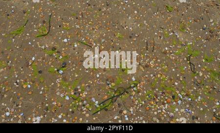 Sabbia, alghe e fondali di conchiglie. Sabbia di quarzo grossolana bagnata. Spiaggia dopo una pioggia intensa. Materiale marrone naturale dopo una tempesta. Le lunghe alghe verdi vengono gettate dall'acqua dal mare o dall'oceano sulla riva. Foto Stock
