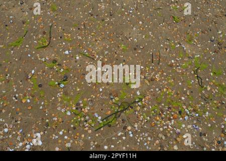 Sabbia, alghe e fondali di conchiglie. Sabbia di quarzo grossolana bagnata. Spiaggia dopo una pioggia intensa. Materiale marrone naturale dopo una tempesta. Le lunghe alghe verdi vengono gettate dall'acqua dal mare o dall'oceano sulla riva. Foto Stock