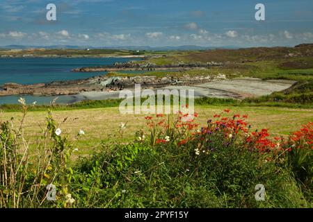 Fiori selvatici e costa dell'isola di Sherkin sulla Wild Atlantic Way a West Cork in Irlanda Foto Stock