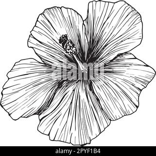 Illustrazione del vettore di fiore di Hibiscus, o Rosa di Chenese di Malow. Clipart in grafica, tropicale Karkade fiore . Impianto esotico per la progettazione di imballaggi Illustrazione Vettoriale