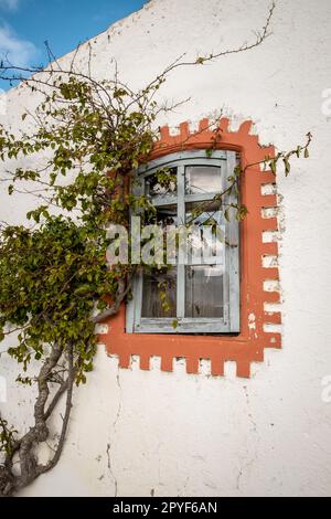 Titel: Finestre in legno intemperie con persiane e impianto di arrampicata e gecko dietro il vetro Foto Stock