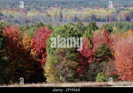 Una vista panoramica di alberi di conifere e decidue da una vista del New England ad Harvard, Massachusetts Foto Stock