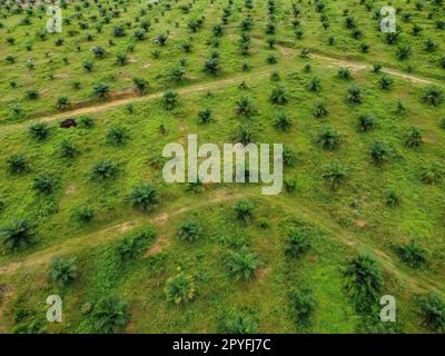 Vista aerea, guarda verso il giovane allevamento di palme da olio Foto Stock