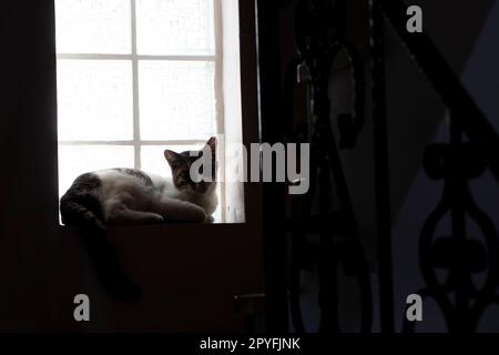 Silhouette di gatto davanti alla finestra Foto Stock