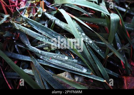 Rugiada o scioglie l'acqua sull'erba verde. Scongelamento dopo una gelata invernale mattutina. L'erba sdraiata nel prato. Bassa stagione, tempo calmo senza vento. Foglie verdi con gocce d'acqua Foto Stock