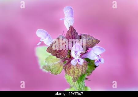 Macro fotografia di Lamium purpurpurpureum con sfondo rosa Foto Stock