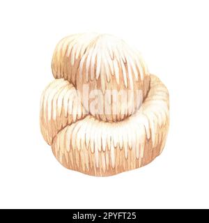 Acquerello leone crostata di manie. Illustrazione disegnata a mano isolata su sfondo bianco. Concetto perfetto per la medicina cinese sana popolare superfood Foto Stock