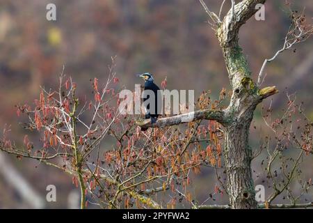 Cormorano nella natura selvaggia del fiume Werra Foto Stock