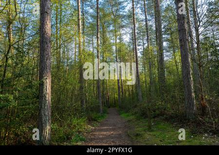 Llyn Parc Mawr un'area di foresta tra Newborough e Malltraeth su Anglesey, Galles del Nord. Conosciuto come un buon posto per vedere scoiattoli rossi. Foto Stock