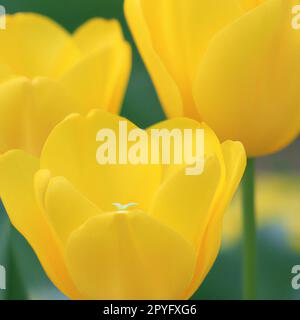 tulipa Tulipa, erbe bulbose della famiglia Liliaceae. Sono stati sviluppati tulipani, fiori da giardino, cultivar e varietà. Fiori delicati di giallo. Bellissime gemme. Architettura paesaggistica, aiuole. Foto Stock