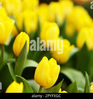 tulipa Tulipa, erbe bulbose della famiglia Liliaceae. Sono stati sviluppati tulipani, fiori da giardino, cultivar e varietà. Fiori delicati di giallo. Bellissime gemme. Architettura paesaggistica, aiuole. Foto Stock