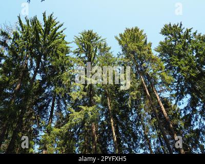 Vecchi e alti alberi di abete rosso. Corona di abete rosso. La foresta taiga di Carelia. Tronchi, rami e aghi di abete rosso contro il cielo blu Foto Stock