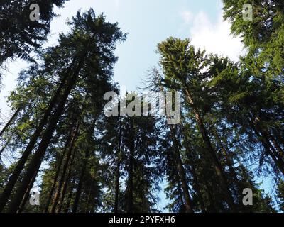 Vecchi e alti alberi di abete rosso. Corona di abete rosso. La foresta taiga di Carelia. Tronchi, rami e aghi di abete rosso contro il cielo blu Foto Stock